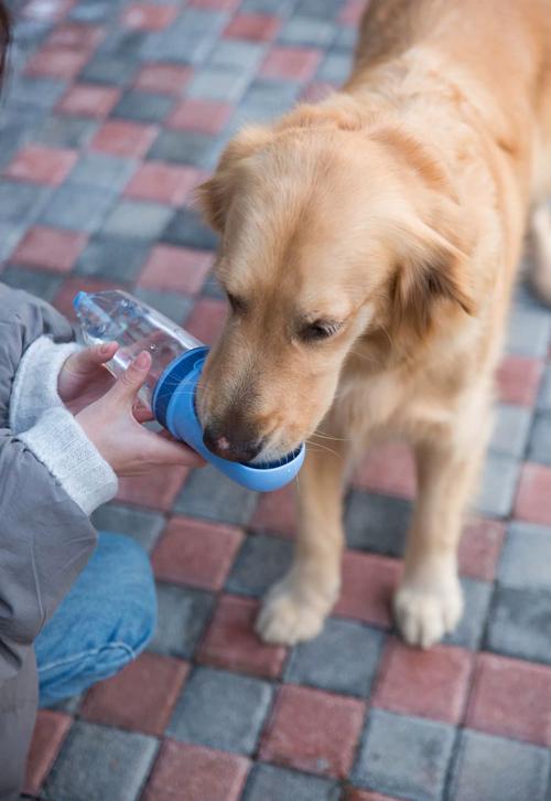狗狗运动完可以喝水吗