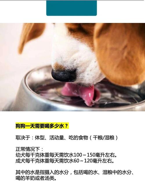 狗狗遛完后可以喝水吗