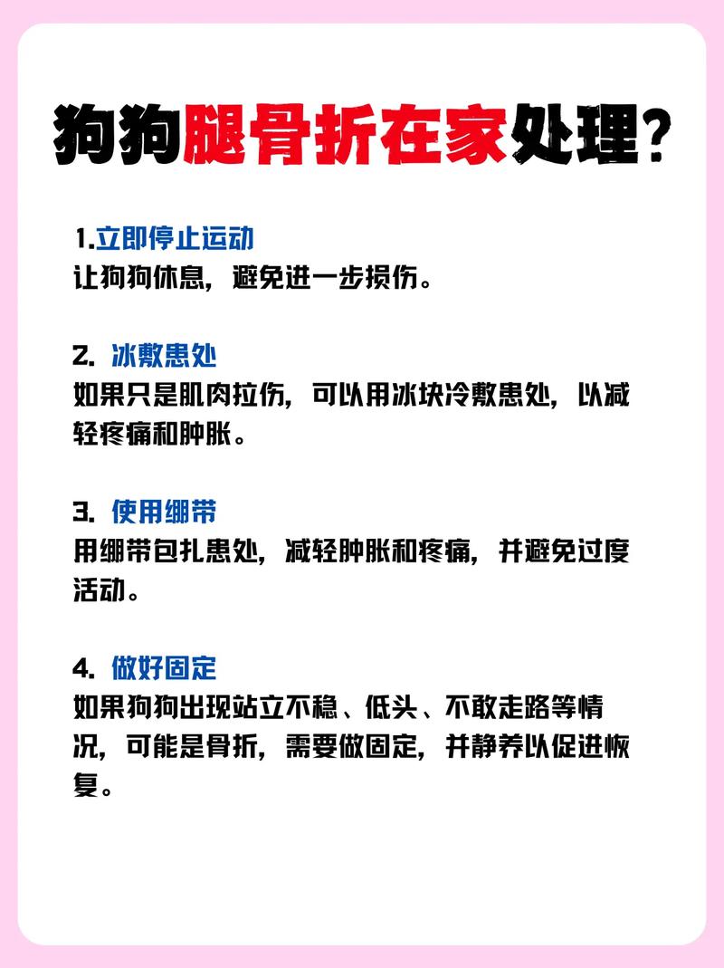 狗狗骨折吃什么药恢复