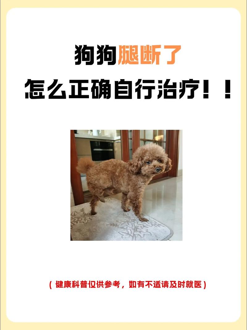 狗腿骨折了,不爱吃东西,给它吃什么