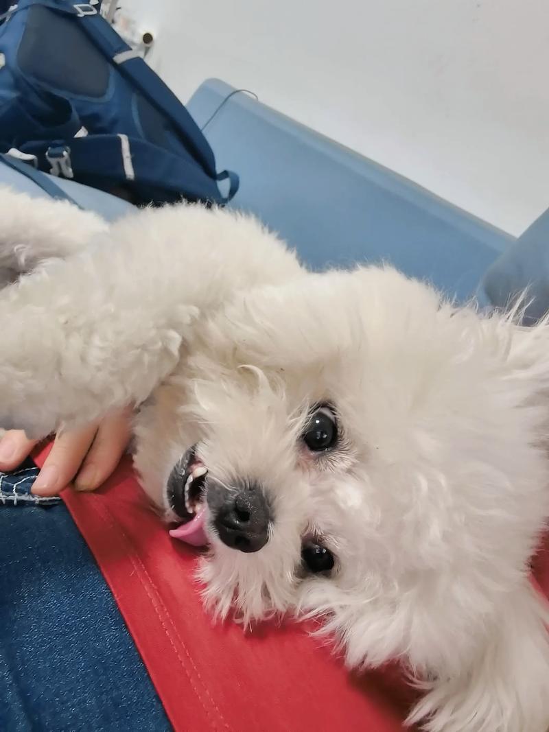 怎么判断狗以后能长多大