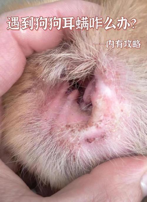 你好,我家狗狗耳朵边缘有类似皮屑很硬的东西?这是什么情况?用什么...