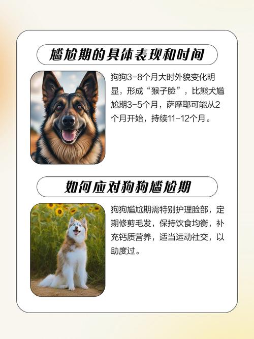 狗狗尴尬期是什么意思