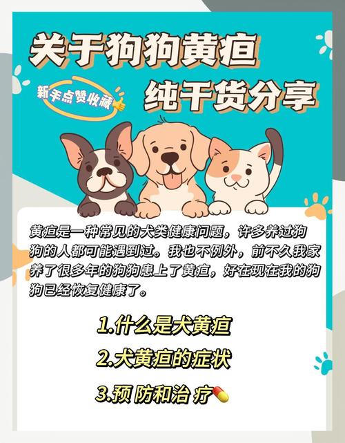 狗黄疸怎么办