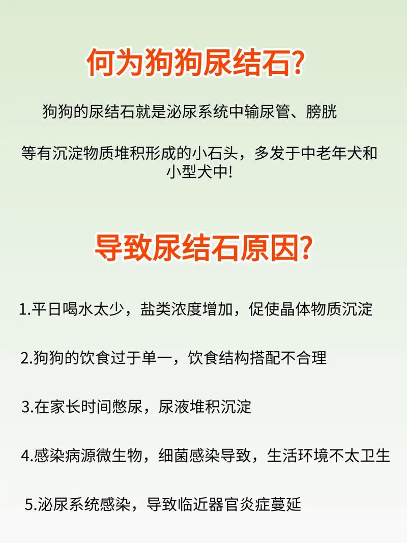 犬尿结石的诊断要点,狗狗尿结石的治疗