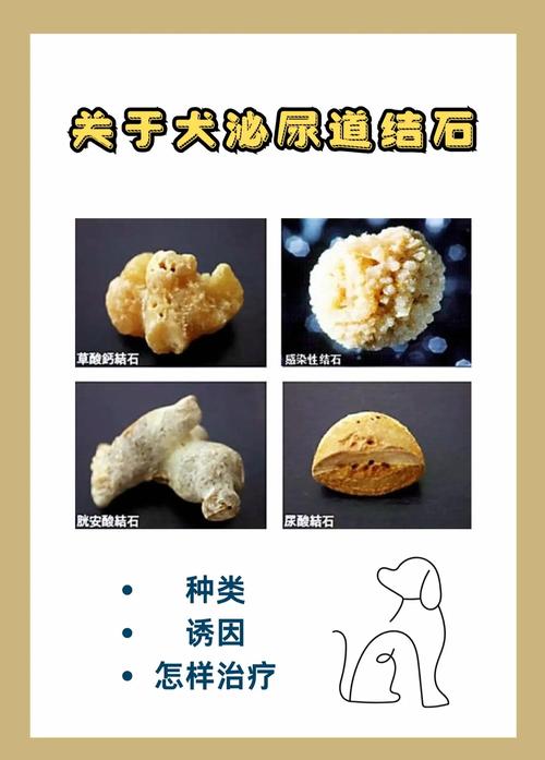 狗狗尿结石的症状
