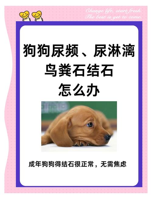 狗狗尿结石不可忽视,尿结石是影响狗狗身体健康的罪魁祸首