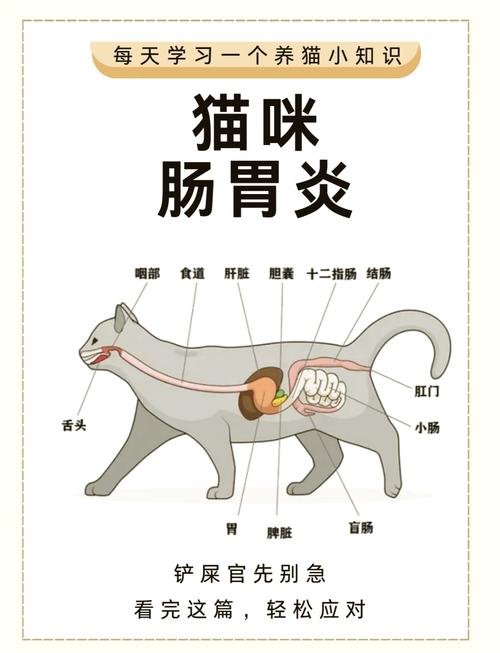 猫肠炎吃什么药