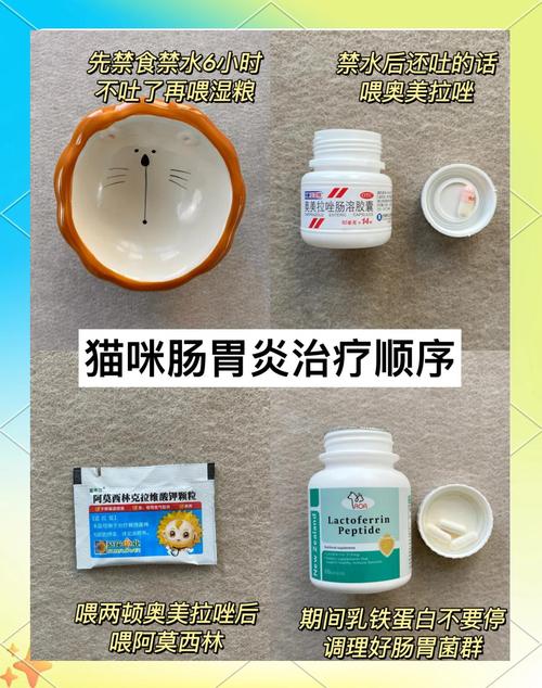 猫咪肠炎吃什么消炎药?猫咪患上肠炎是什么原因