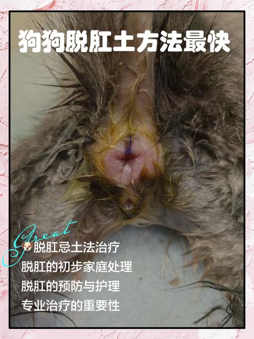 狗狗伤口发炎流脓吃什么消炎药