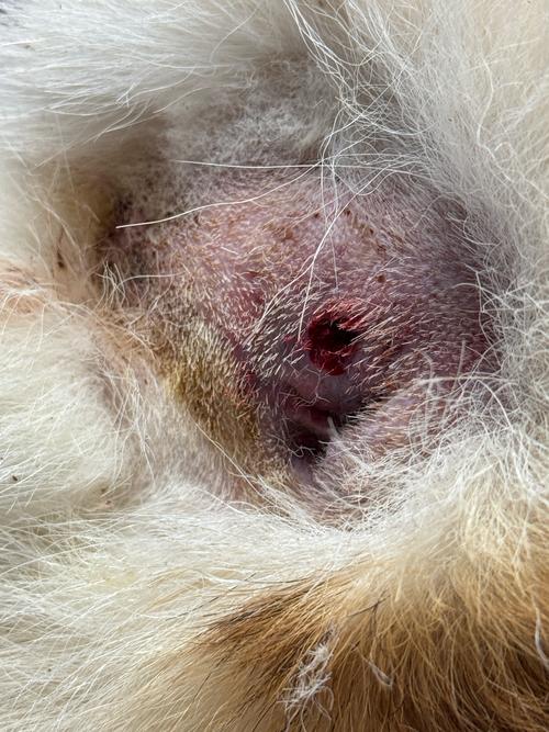 狗狗绝育伤口发炎了怎么办