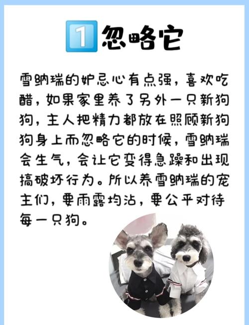 雪纳瑞绝育的好处与坏处