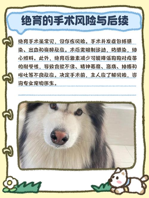 公狗狗绝育的好处与坏处