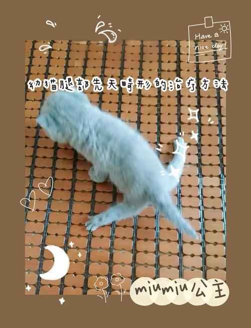 折耳猫后腿外八字怎么办