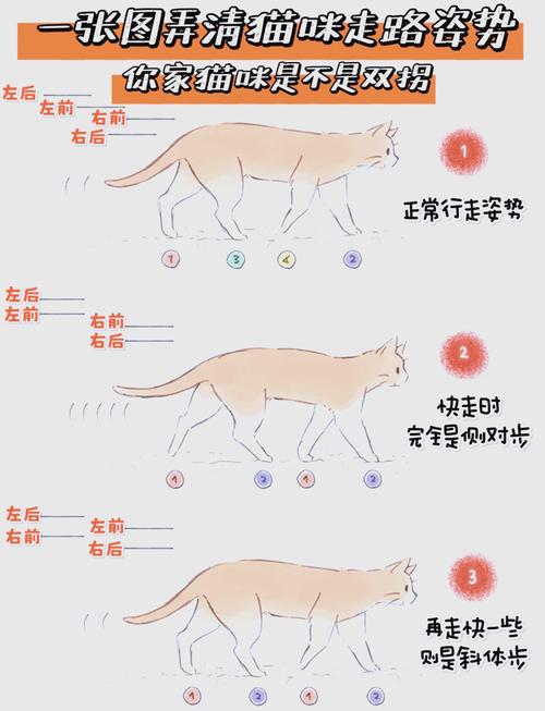 猫咪后腿外八字正常吗