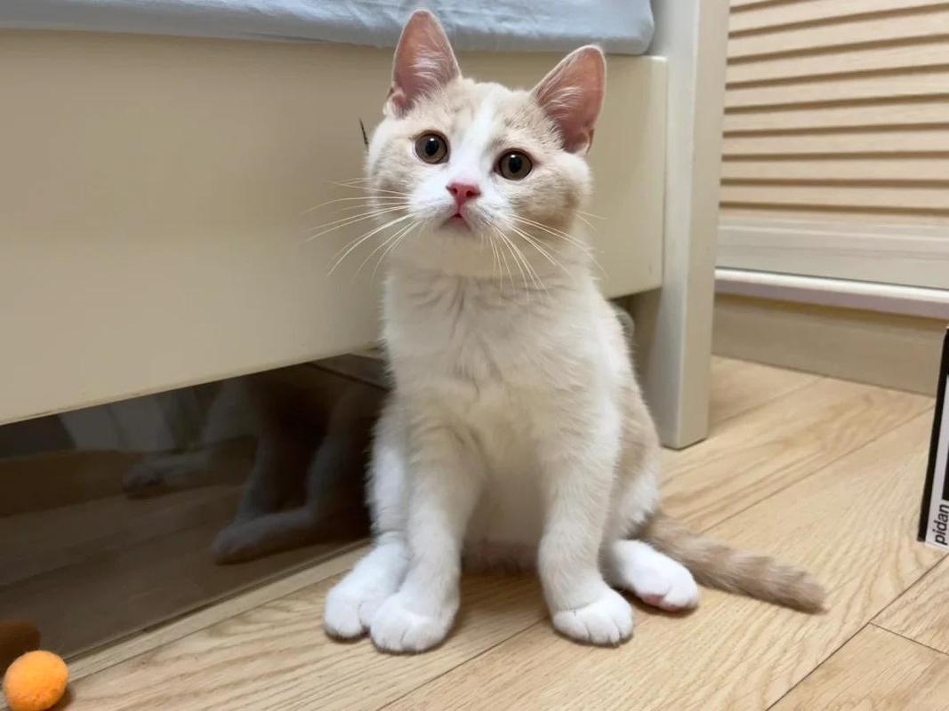 英短后腿都是外八字吗