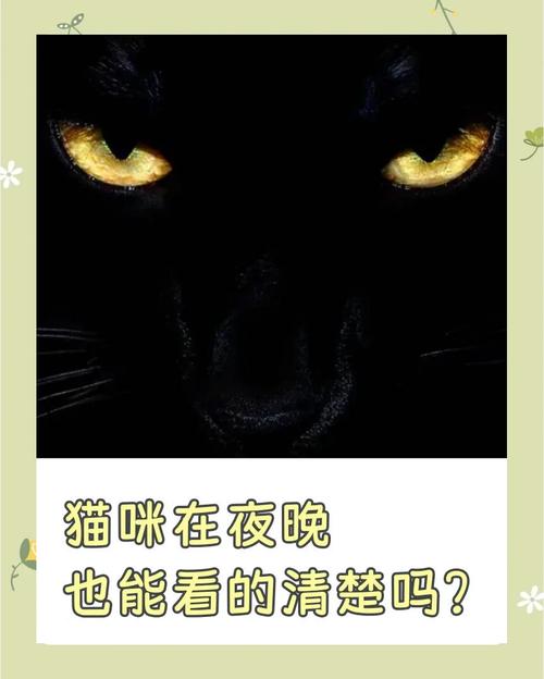 猫咪晚上能看见吗