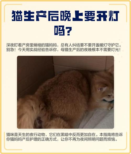 猫晚上能看清吗不开灯