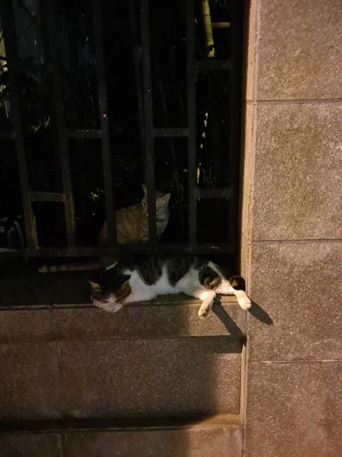 猫为什么晚上能看见