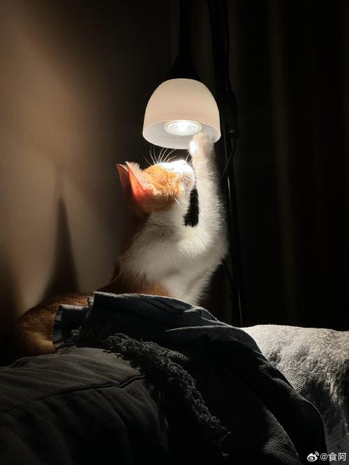 猫咪晚上关灯以后能看见吗