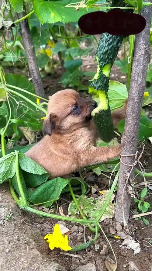 狗吃黄瓜生的好还是熟的好