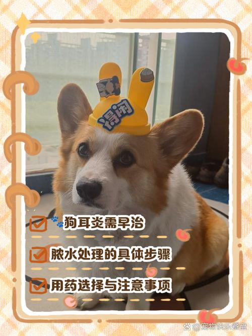 狗狗耳朵流脓怎么办