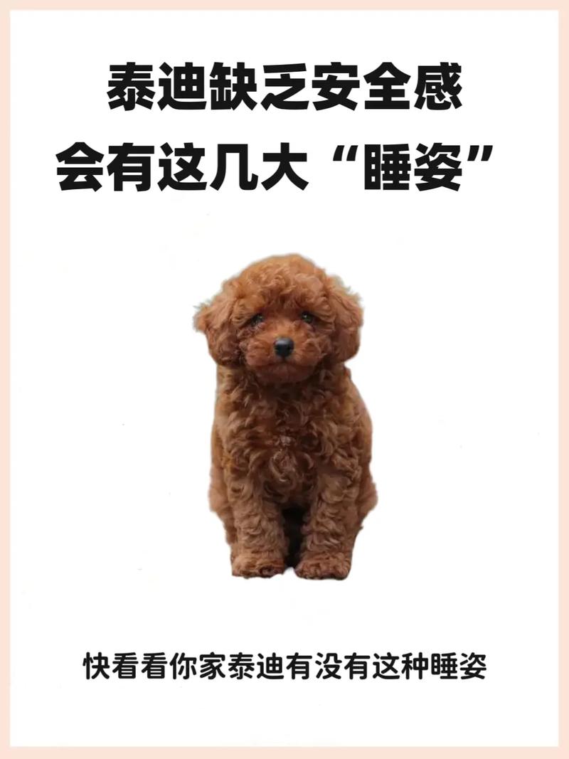 狗狗没有安全感的表现