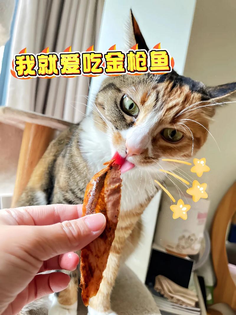 泰迪可以吃金枪鱼吗