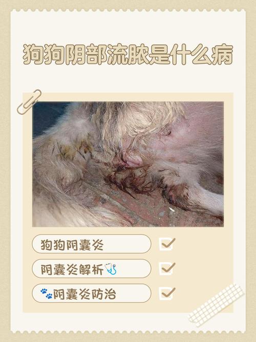 怀孕二十天狗狗阴部流透明状液体什么原因