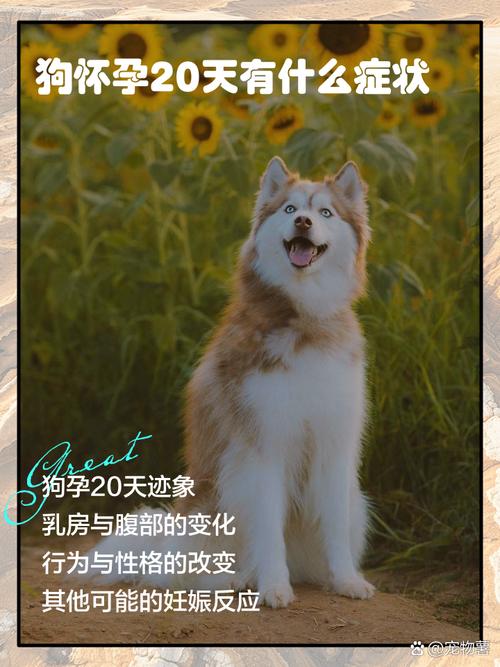 狗配种二十多天怀孕的症状