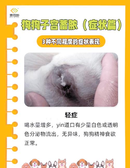 请问养狗专家,我养了一只萨摩耶母的,配种二十天了,要怎样才能判断能否配...