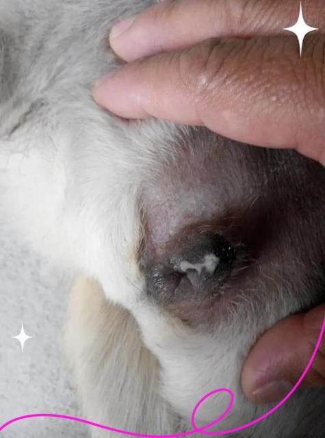 狗狗怀孕有什么症状怎么办