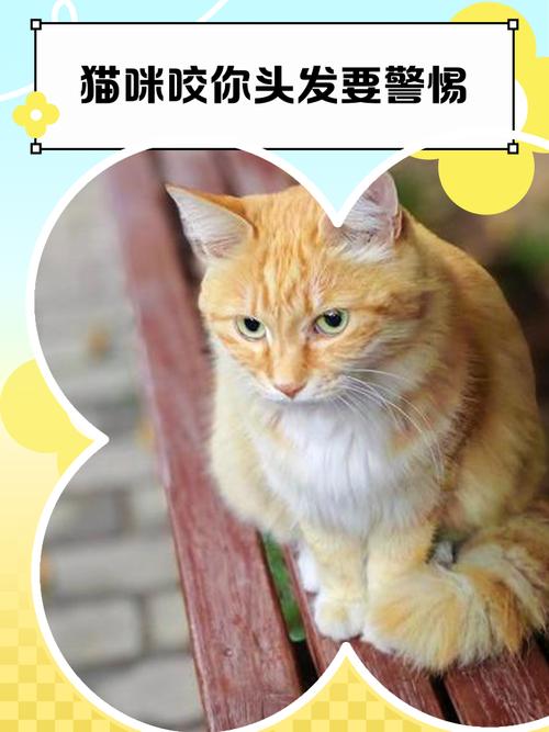 为什么有的猫咪吃头发