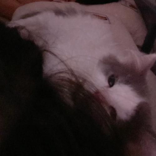 猫咪为什么爱玩主人的头发?