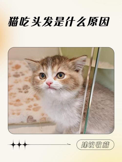 猫咪为什么咬你的头发?