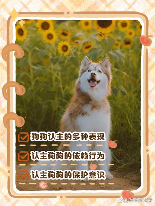 宠物狗认主人的表现