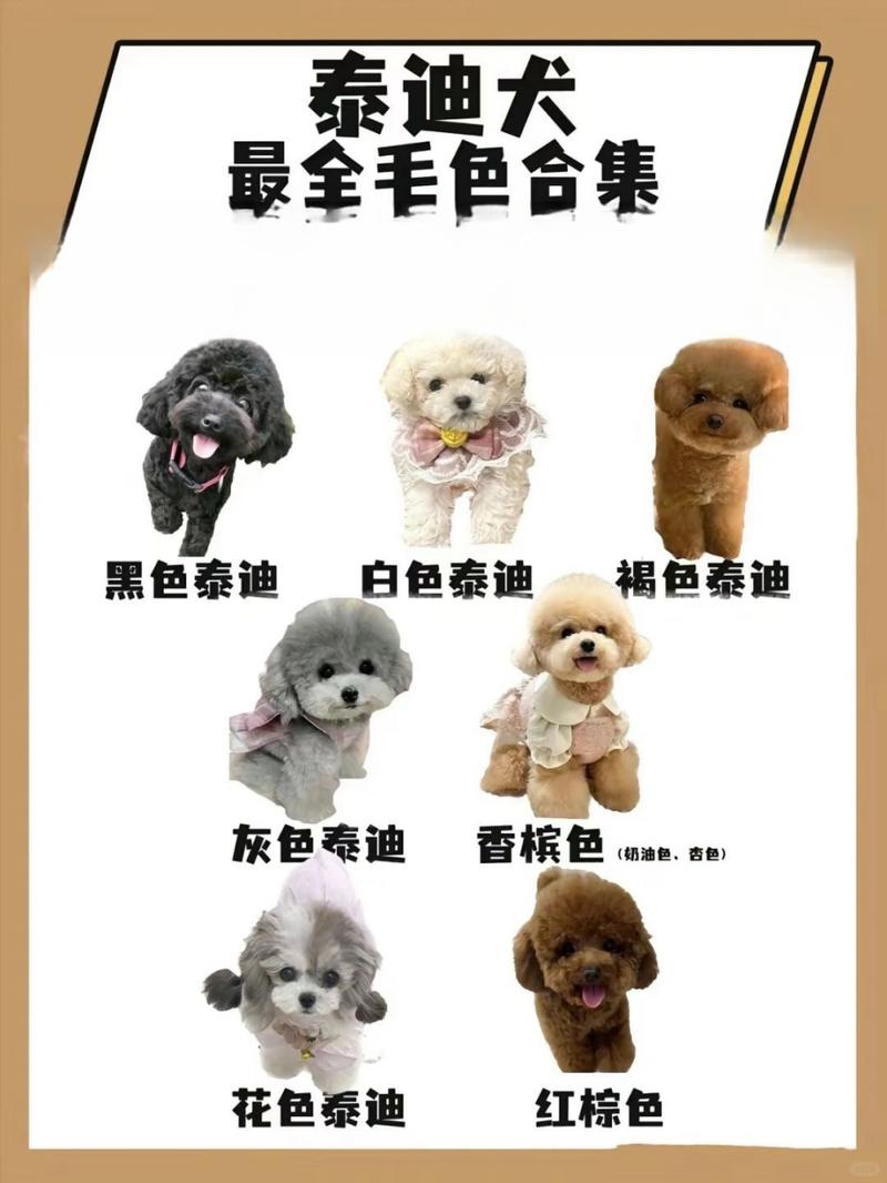 泰迪狗能看到几种颜色?