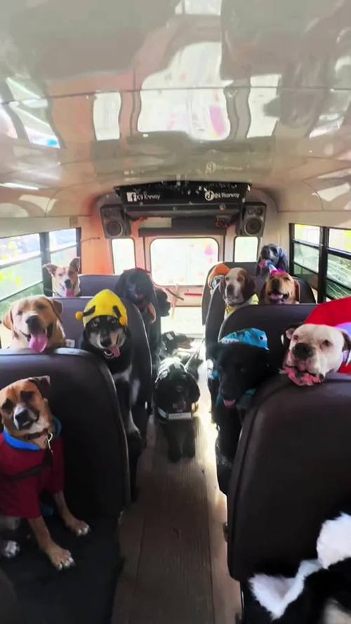 狗狗可以坐大巴吗