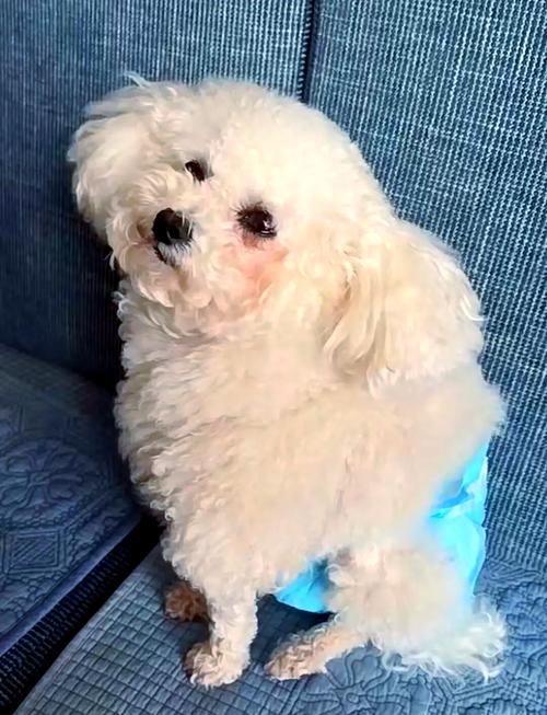 狗狗产后热症状有哪些