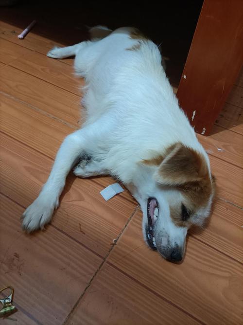 狗狗生产一星期老喘气为什么