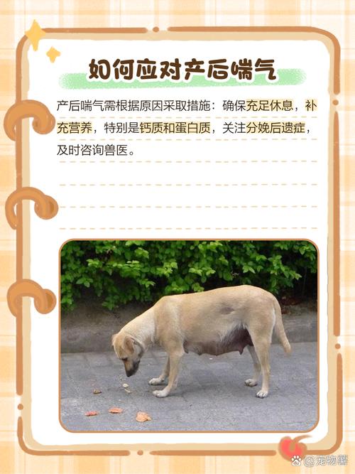 狗产后热有什么症状?