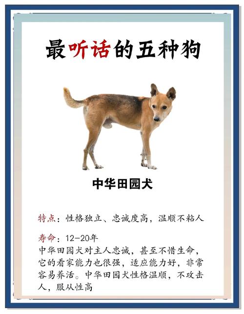 什么狗狗最温驯,最听话?