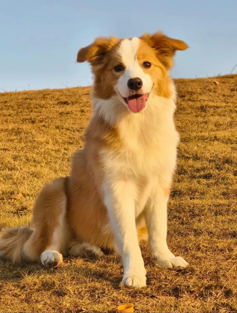 什么狗最干净比较好养最听话?