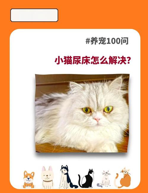 猫为什么尿在床上