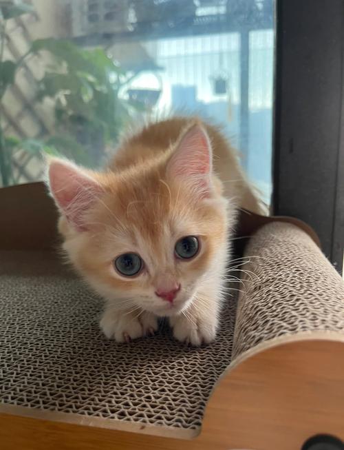 四个月的猫咪有多大