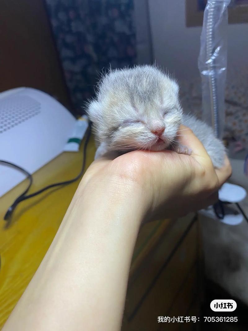 猫咪四个月相当于多大年龄,猫咪四个月有多大