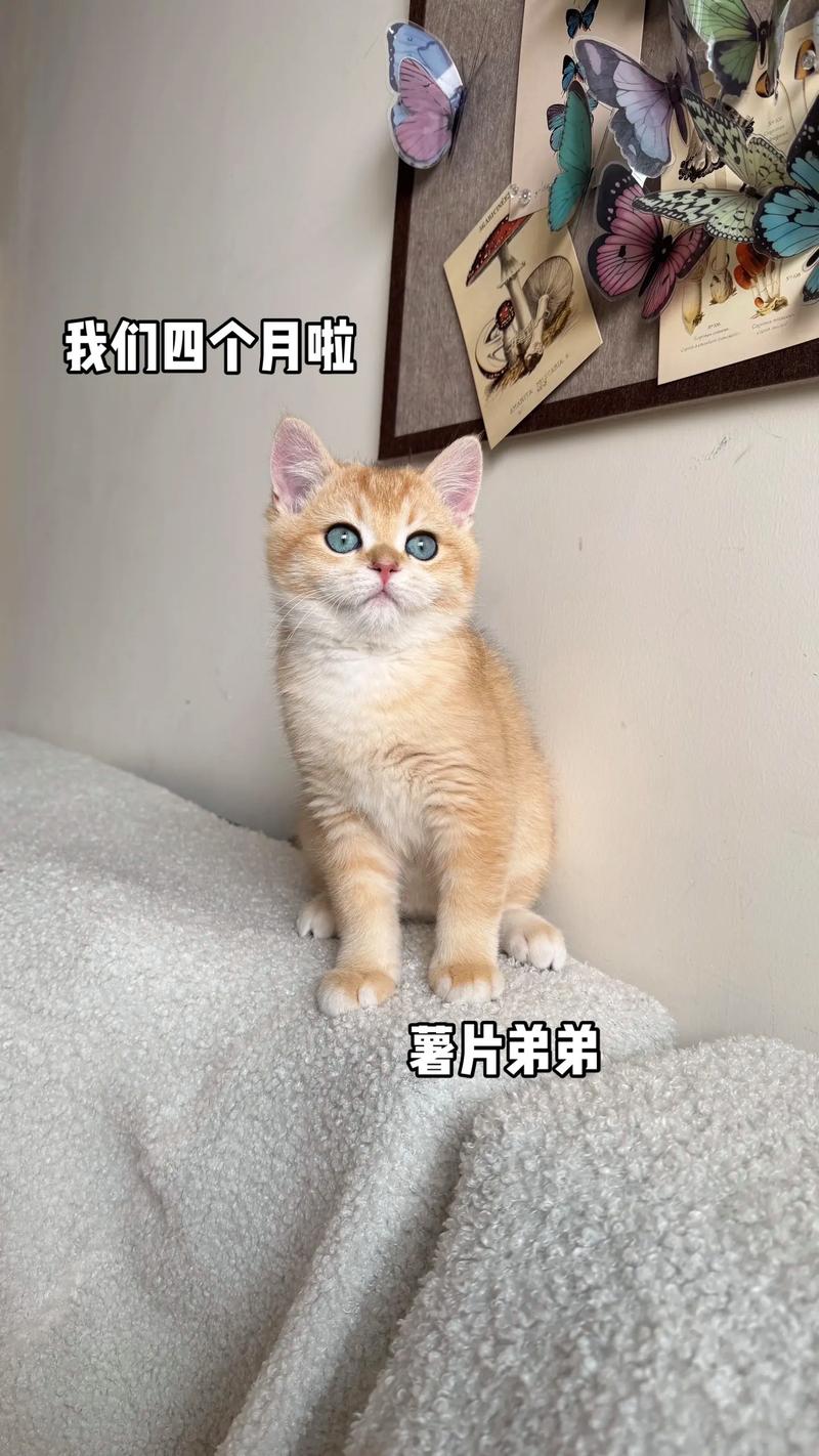 四个月的猫多大