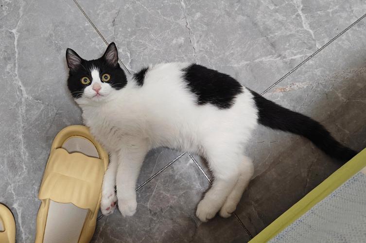 四个月的猫体型有多大