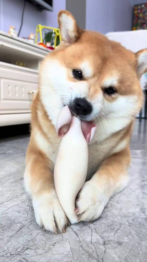 狗狗可以吃鱿鱼丝吗