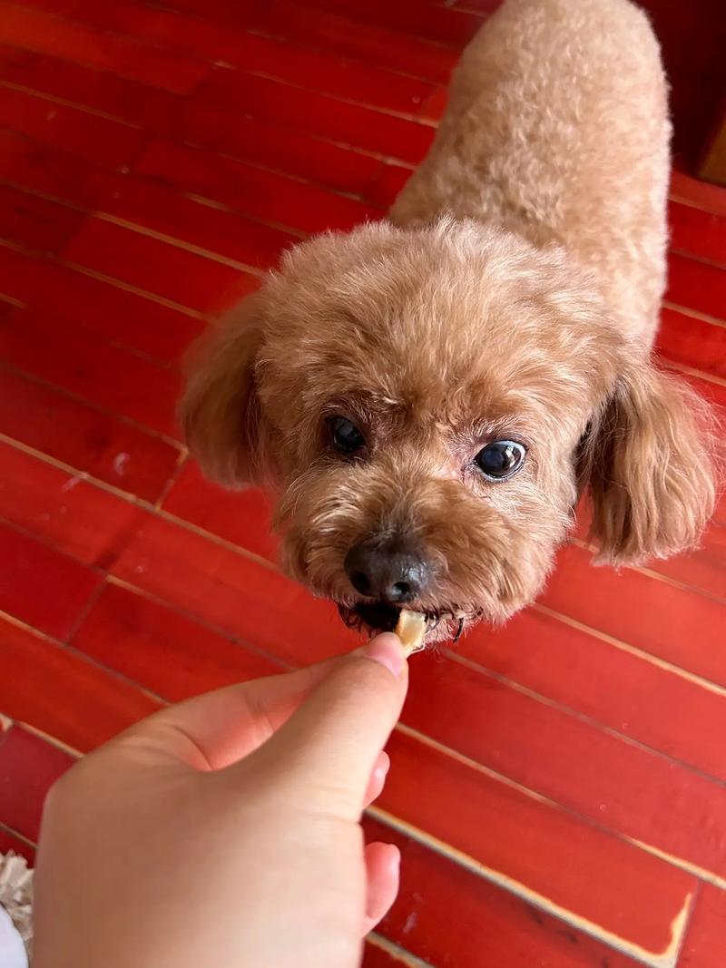 狗狗吃了鱿鱼丝多久会死